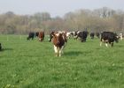 Crossbred-cows-27-03-07.jpg