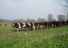 Cows-coming-home-27-March-07-046.jpg