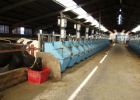 Calan-Gate-feeders-CR-26-3-06.jpg