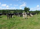 Jeans-dry-cows-19-6-08.jpg