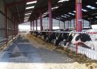 Milking Cow Shed
