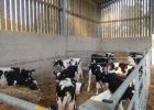 Calf Sheds