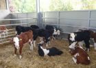 Jeans-21-9-09-Calves.jpg